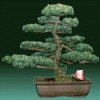 盆栽 / Bonsai