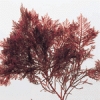 海藻 / Seaweeds